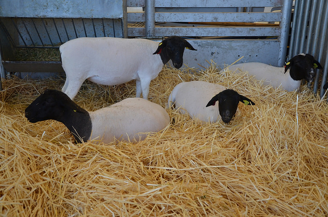 En la Expo Ganadera de la FNSM, en Aguascalientes, se presentará la XXX Exposición Nacional Angus
