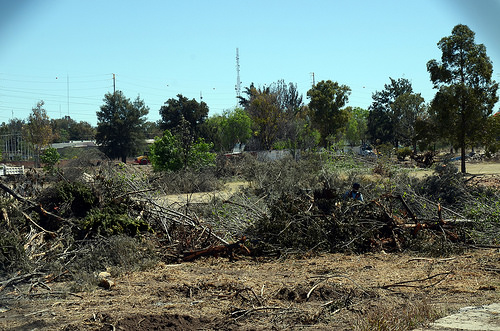 Dependencias municipales deberán entregar informe mensual de derribo de árboles a Cabildo