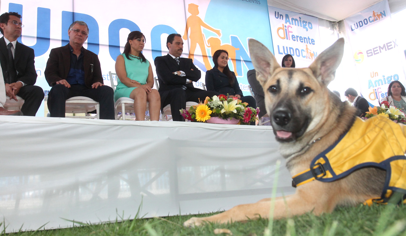 Niños con autismo recibirán terapia con perros