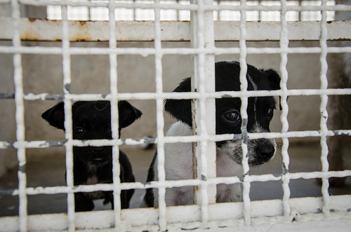 Sin funcionar incinerador del Centro de Control, Atención y Bienestar Animal