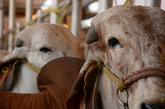 La Purísima… Grilla: Ranchi news