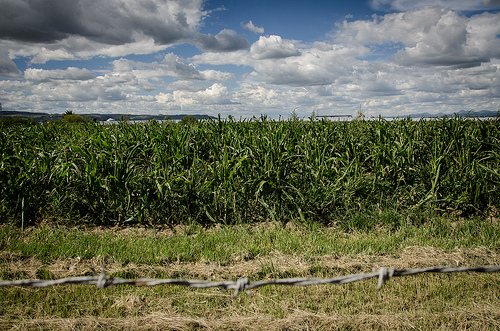 Se requiere cambiarle el chip al campo para avanzar
