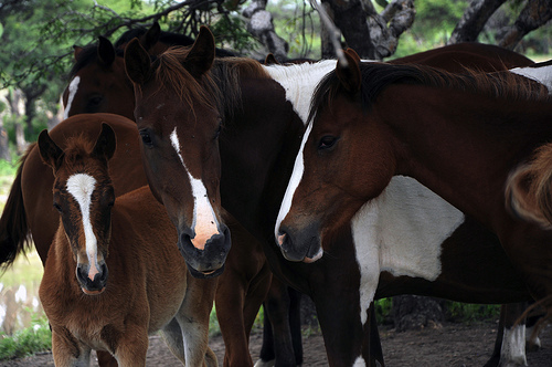 Aumenta la demanda de servicios de equinoterapia en Rincón de Romos