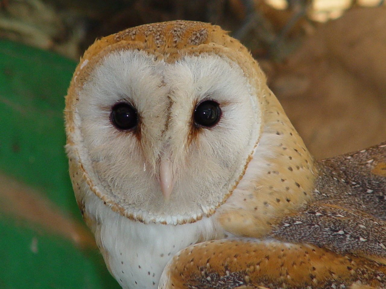 Liberan seis aves después de haber sido rehabilitadas