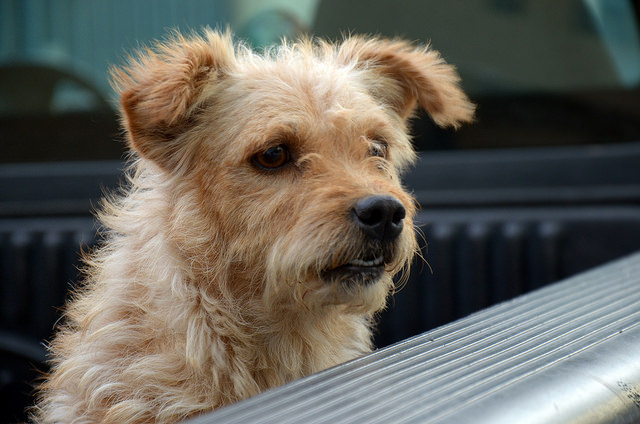 El problema no son los operativos del antirrábico, sino la falta de cultura de la población en el cuidado animal