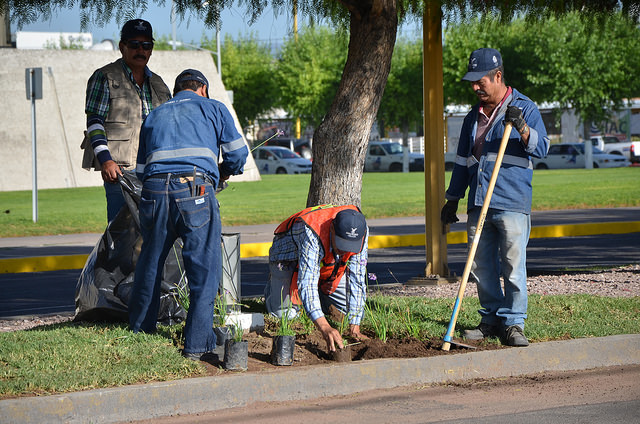 Continúan trabajos de reforestación en la ciudad