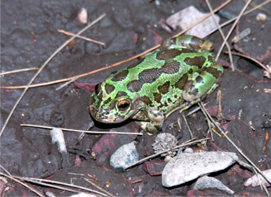 Tiene Aguascalientes 54 especies animales en algún tipo de riesgo