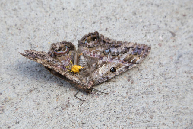 Piden proteger a la fauna silvestre que prolifera en la temporada de lluvias