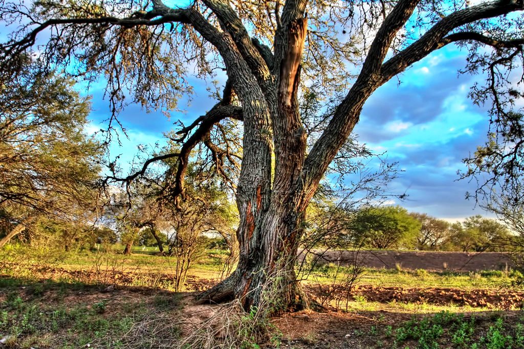 Sí se pueden plantar mezquites y huizaches en espacios públicos de Aguascalientes