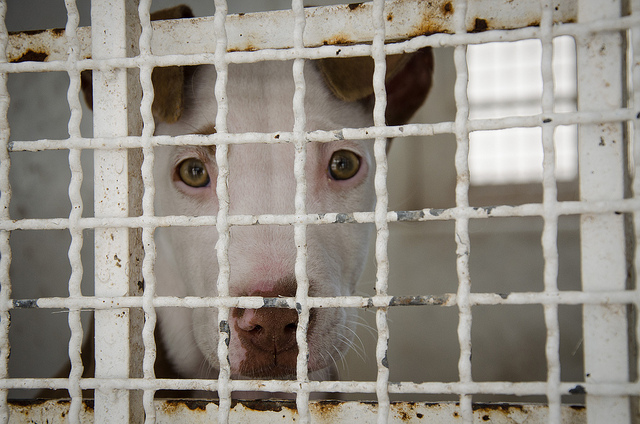 8 de cada 10 perros son entregados por sus dueños al Centro de Control y Bienestar Animal