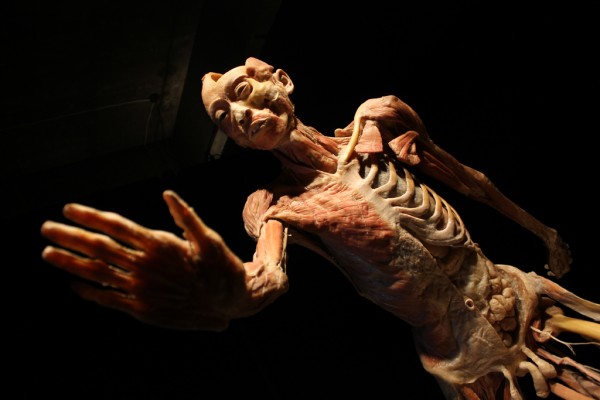 Así es nuestro cuerpo