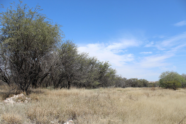 Por ley no se puede urbanizar la Mezquitera La Pona