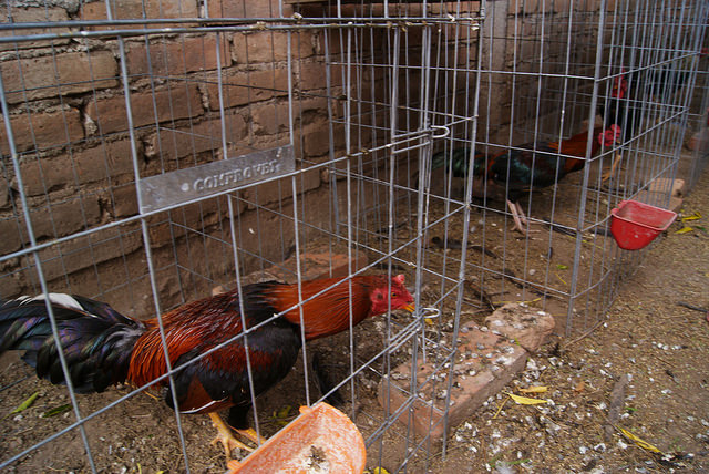 Reprocha Amigos Pro Animal postura del PRI en materia de peleas de gallos