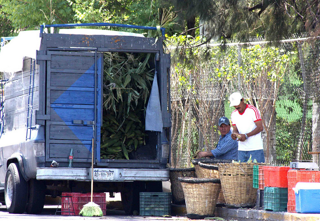 Descarta Regulación Sanitaria existencia de granos y semillas con sustancias tóxicas