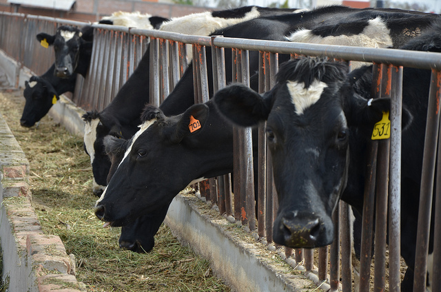 Se quejan productores de leche mexicanos de la importación de leche en polvo