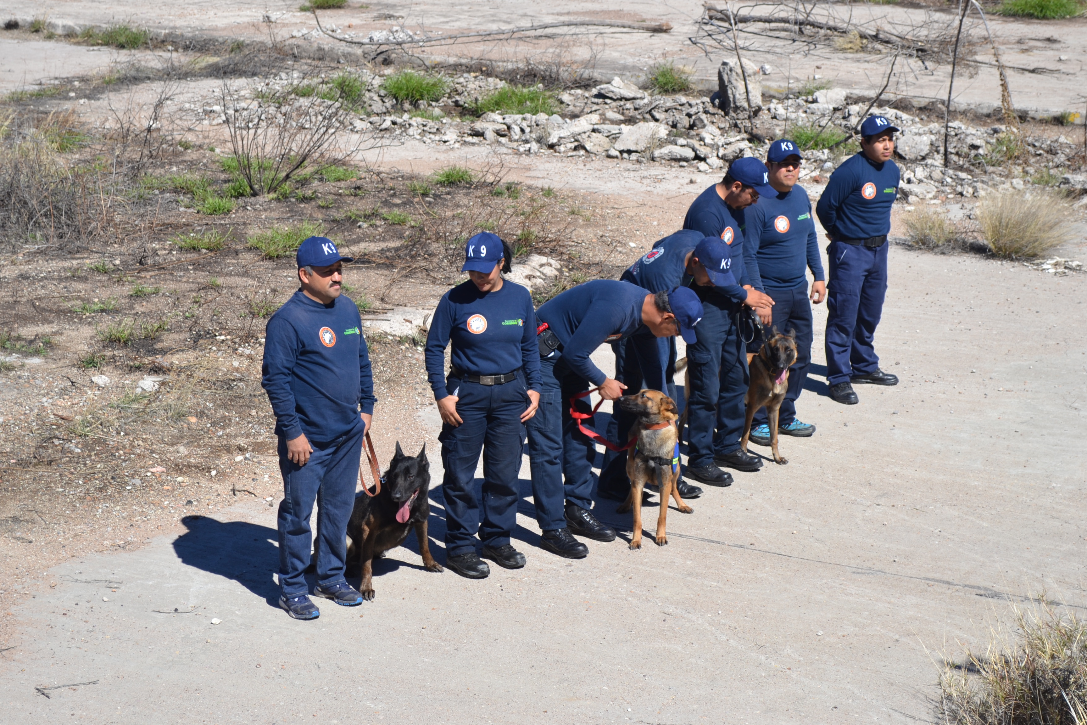 Aguascalientes activa Unidad de Rescate Canino K-9 con cuatro agentes caninos