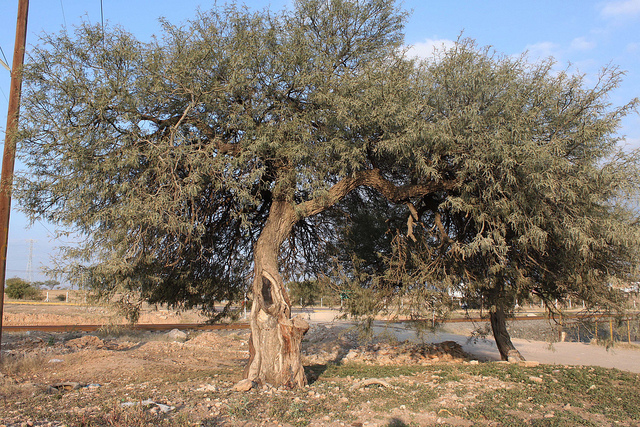 Regidores pugnarán por declarar Mezquitera La Pona como zona natural protegida