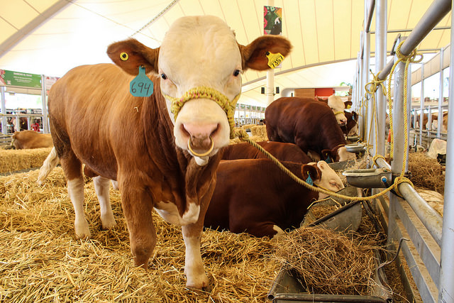 Sugiere Sagarpa comprar carne en autoservicios y no en tianguis ni carnicerías