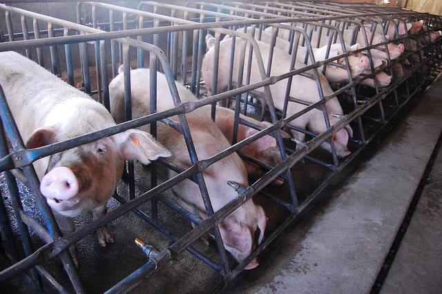 Debe Profeco prestar atención al precio de la carne de cerdo