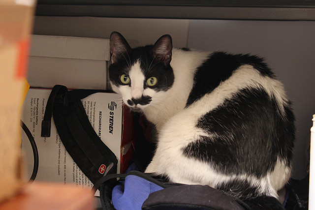 Se implementará estrategia para control de sobrepoblación de gatos silvestres