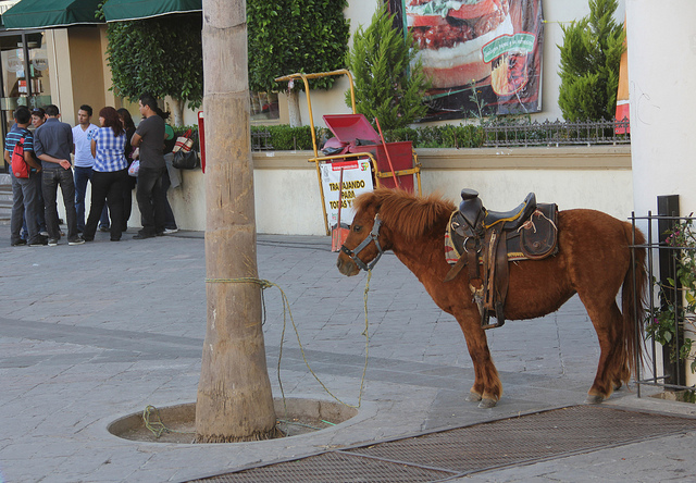 Suspenden carrusel de ponis por lastimar a los animales