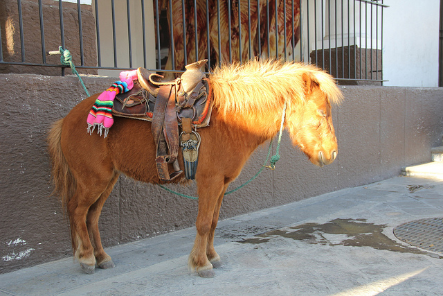 Emitirá municipio recomendaciones al Patronato por carruseles de ponis