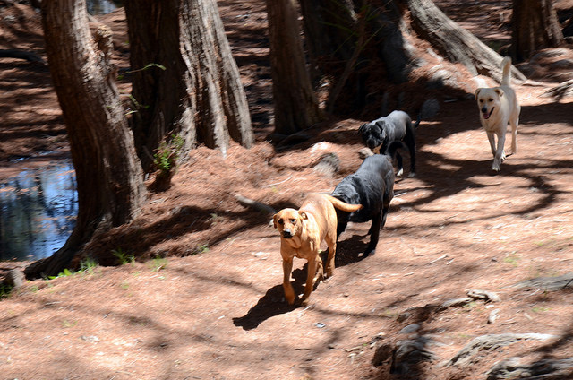 Recopilará municipio testimonios de dueños de mascotas