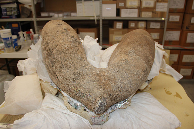 Centro INAH Aguascalientes recibe piezas de mamut de diez mil años de antigüedad