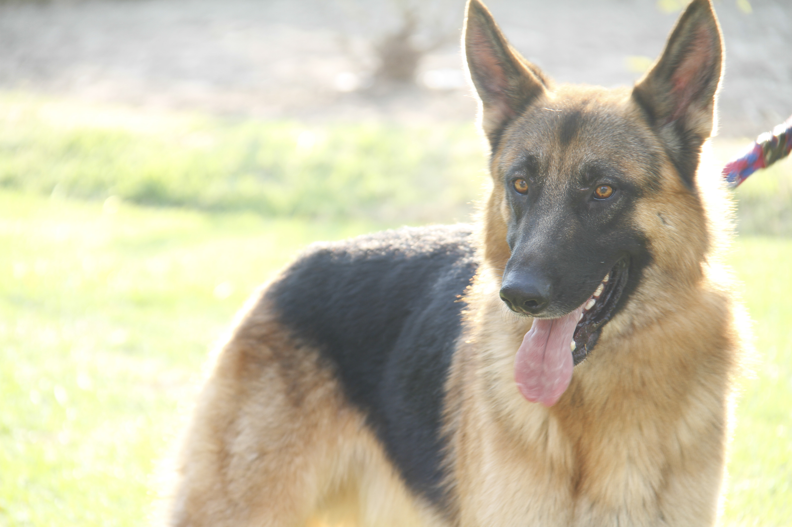 La UAA se actualiza en el cuidado y atención a mascotas