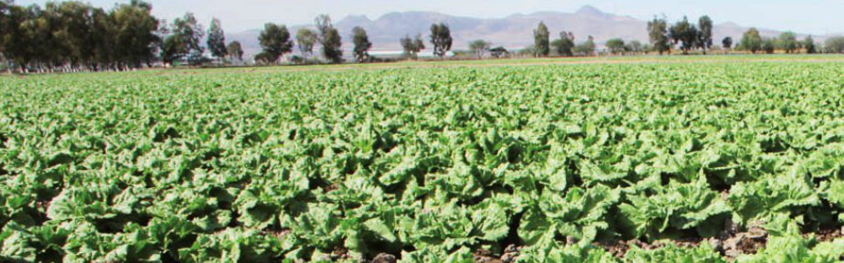 Sector del campo en San Francisco de los Romo es el más beneficiado con las lluvias