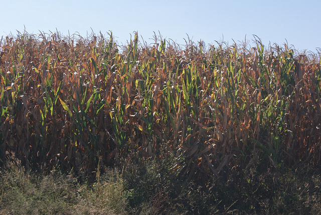 Analizan investigadores calidad del maíz en municipios
