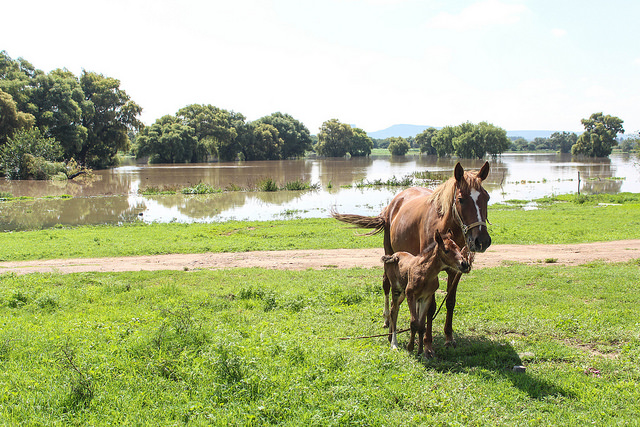 Se sale de control la contingencia en Pabellón de Arteaga