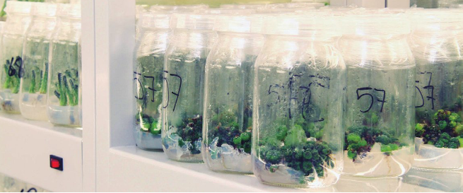 Al borde de la erradicación diversas especies de cactáceas en el país