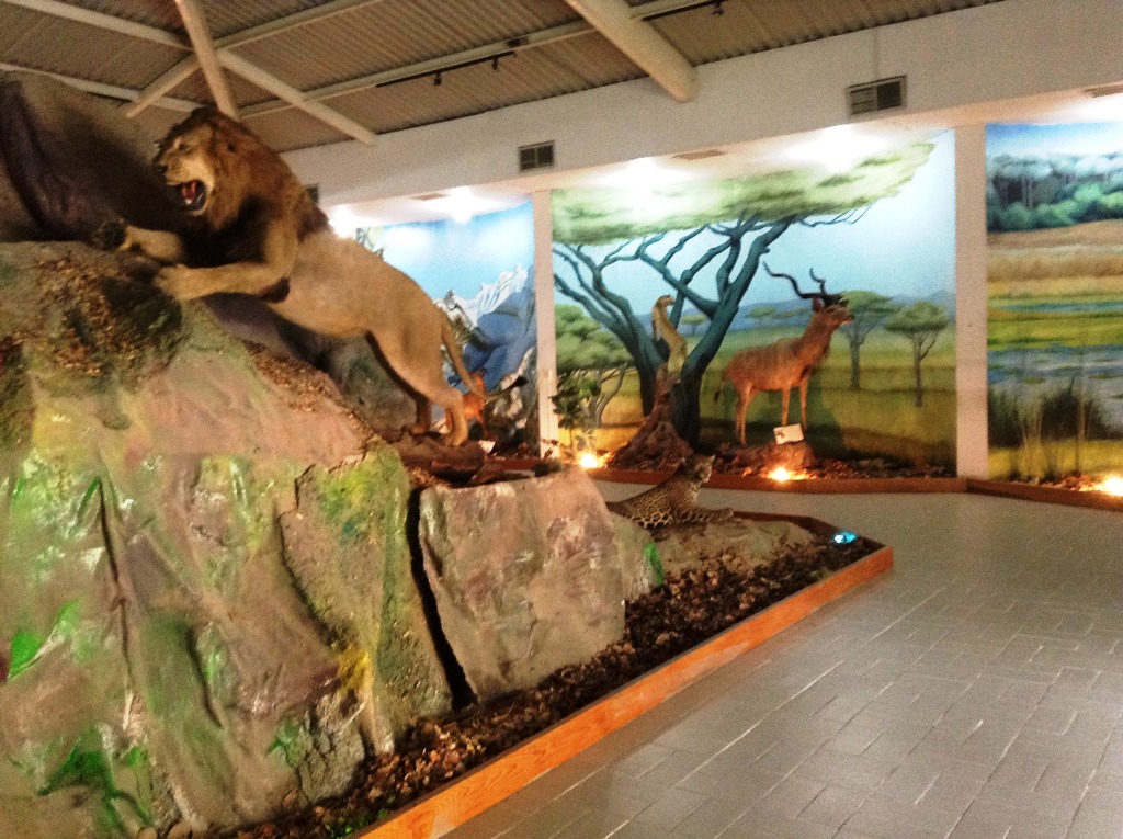 El Museo de la Fauna servirá para formar expertos en Museología