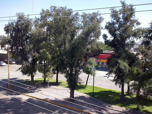 Prácticamente imposible, elevar la supervivencia de los árboles recién plantados  