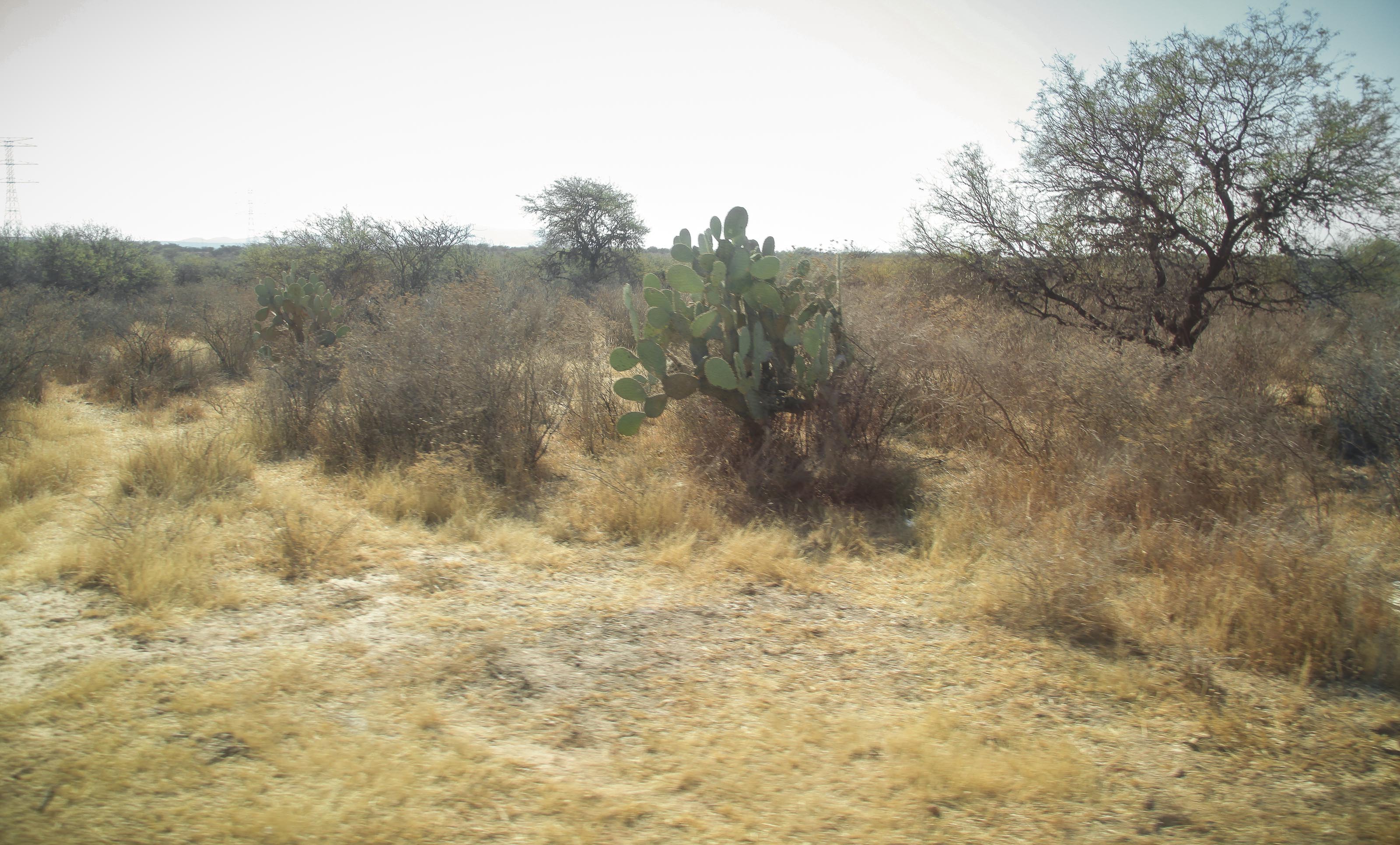 UAA reunirá expertos en investigaciones sobre pastizales nativos en México