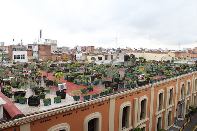 Podría aplicarse un descuento en el predial a quien tenga un techo verde
