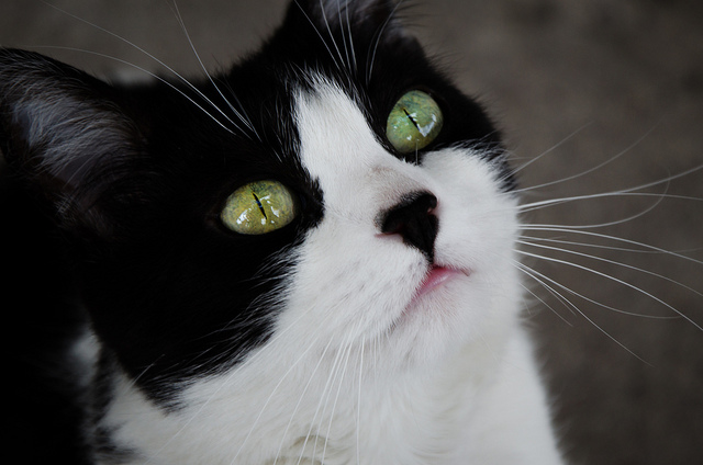 Por medio de trampas especiales, en tres meses se ha capturado a 50 gatos