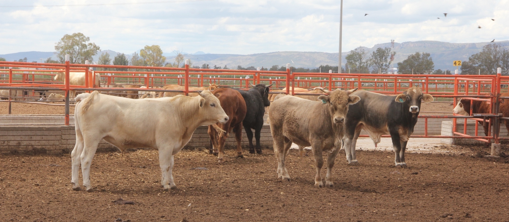 Muestra ganadera en la Feria del Maíz 2020 en Aguascalientes