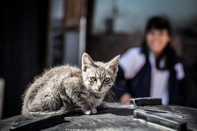 Se aprobó la creación de un Padrón Estatal de Mascotas