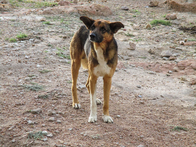 Niega Proespa atender denuncias de maltrato animal a organización civil