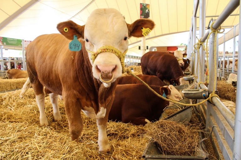 Se debe tipificar como delito grave el robo de ganado
