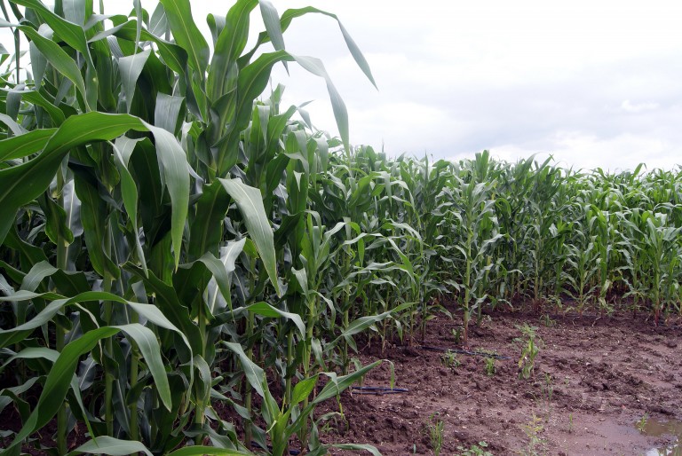 Entregan apoyos del programa Al Campo Ya y del Seguro Agrícola Catastrófico en Calvillo, Aguascalientes