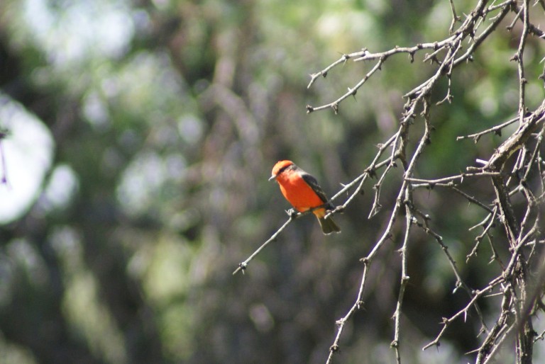 Contribuye Icarus al conocimiento y la preservación de la fauna