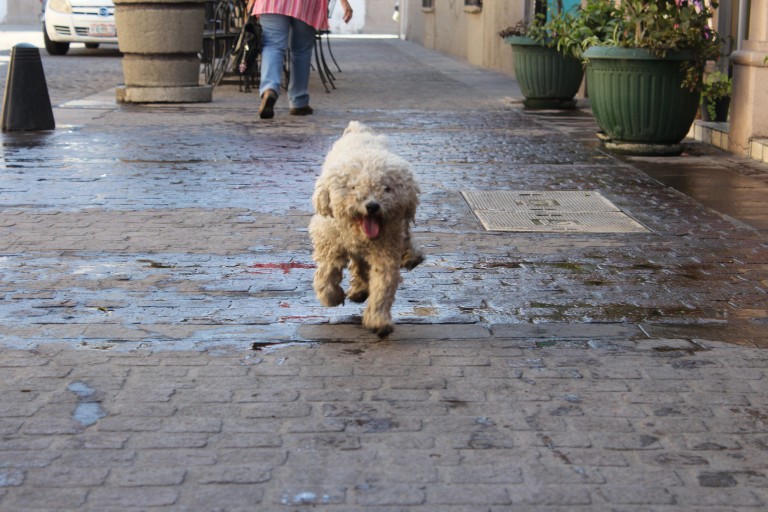 Rechazan que con registro haya incrementado el abandono de mascotas