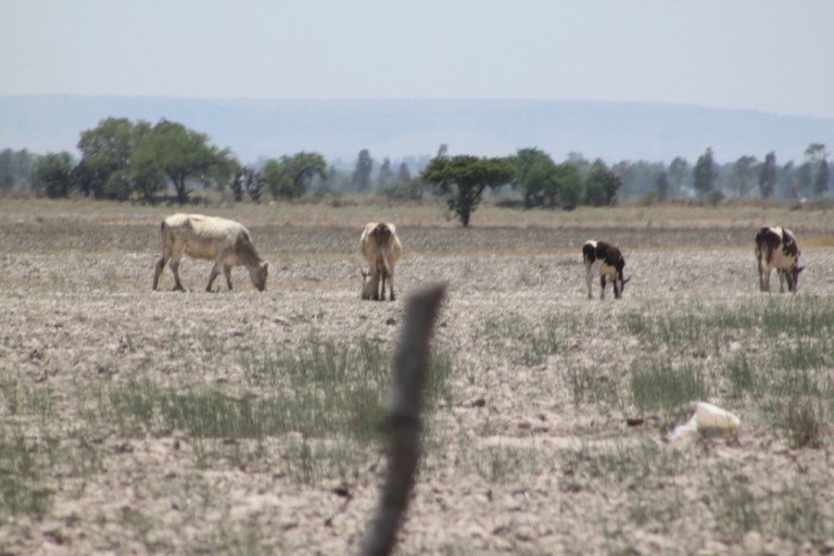 Sequía afecta a ganaderos en Aguascalientes, deciden sacrificar sus animales