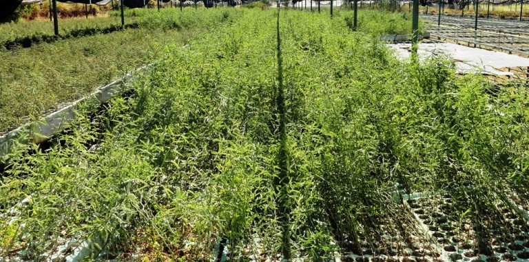 Se realizan jornadas de donación de plantas en el Vivero del municipio de Aguascalientes