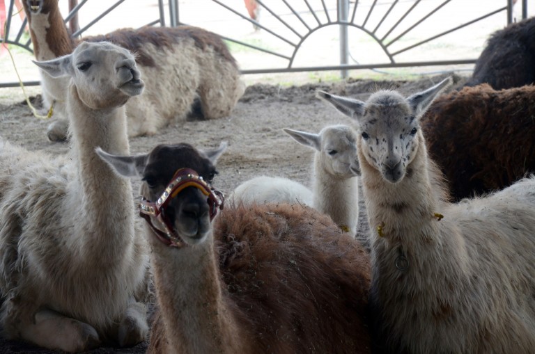 En 2015, confiscó Profepa más de 300 animales exóticos