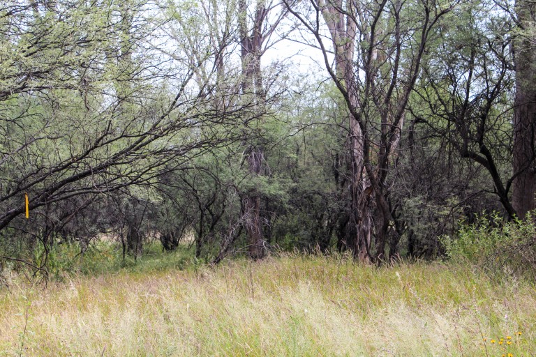 Tramitan desarrollo inmobiliario en el bosque de Cobos