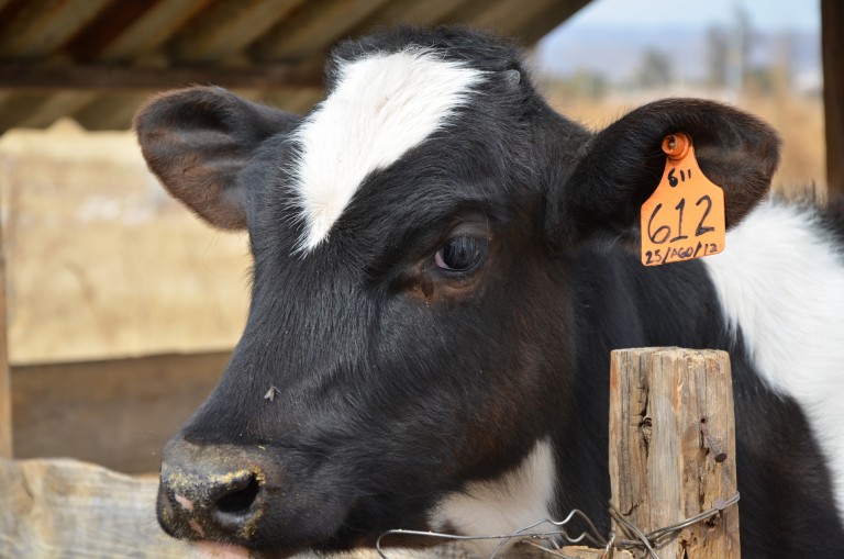 Falta apoyo gubernamental a la producción lechera